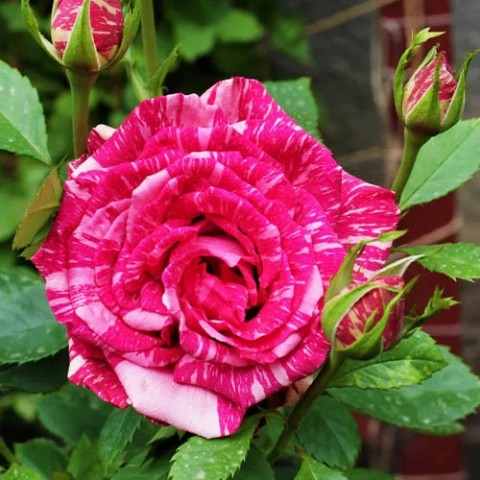 Троянда Pink Intuition фото