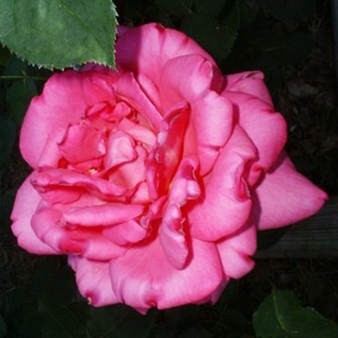 Троянда Pink Peace фото