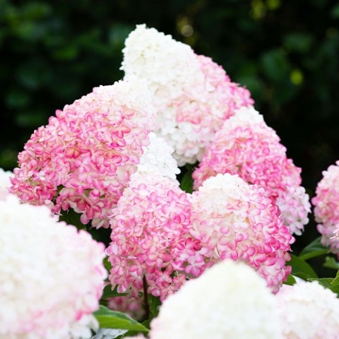 Гортензія Pink & Rose фото