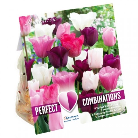 Комбо Тюльпани Pink, White and Purple Blend (Брендові цибулини KAPITEYN®) фото