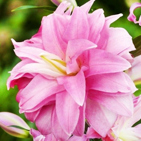 Лілія Lotus Breeze (Махрова квітка) фото