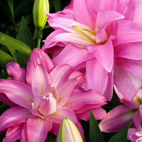 Лілія Lotus Breeze (Махрова квітка) фото