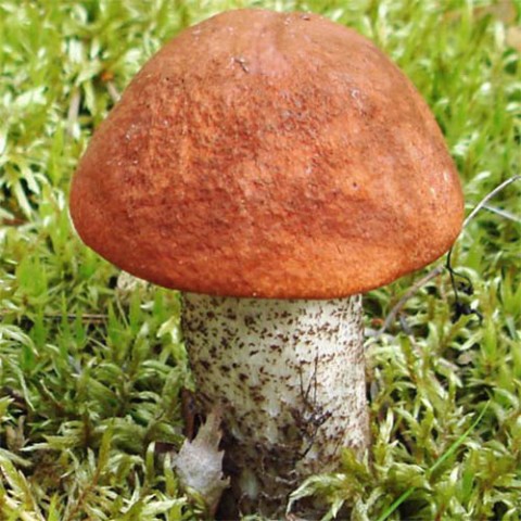 Міцелій грибів Підосиновик, субстрат фото