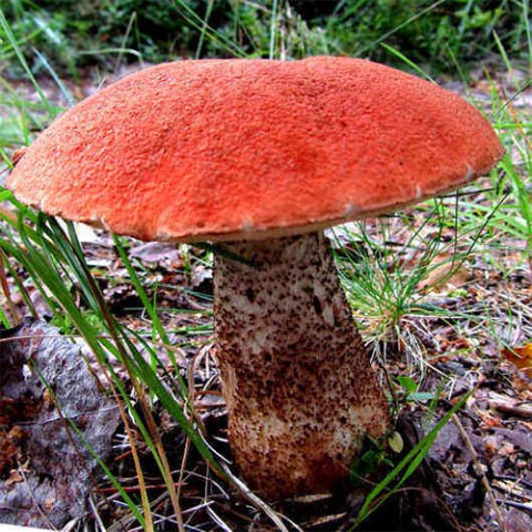Міцелій грибів Підосиновик, субстрат фото