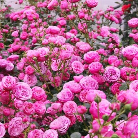 Троянда Pomponella (Махрова квітка) фото