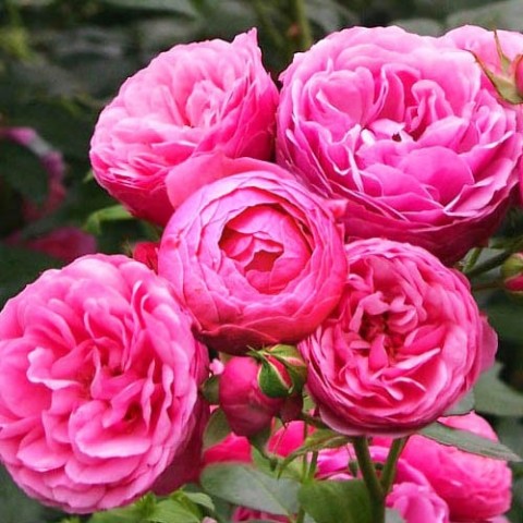 Троянда Pomponella (Махрова квітка) фото