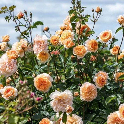 Троянда Port Sunlight фото