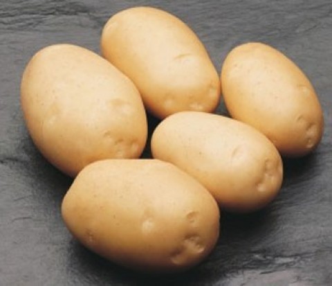 Картопля Derby фото