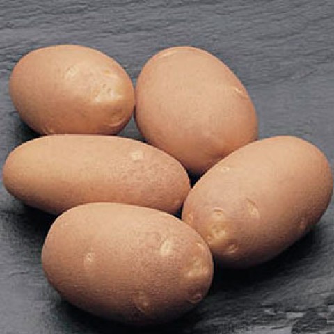 Картопля Fabula  фото
