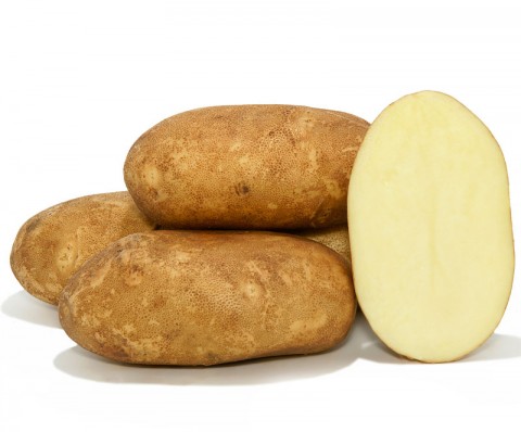 Картопля Innovator фото