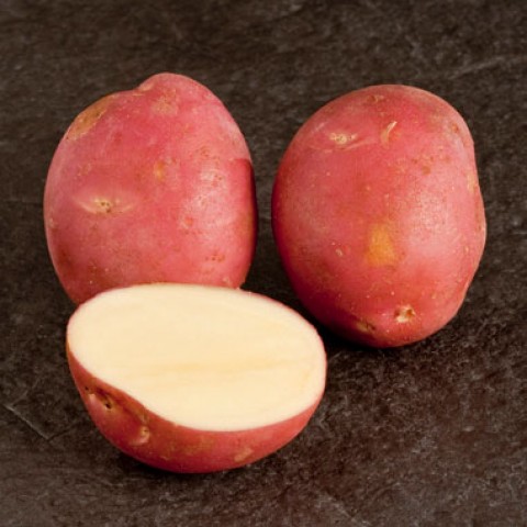 Картопля Mozart фото