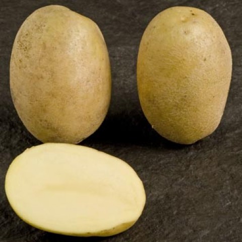 Картопля Сільвана фото