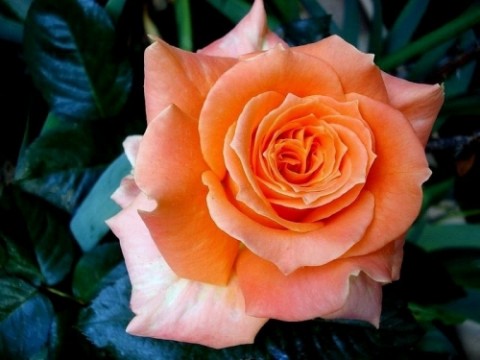 Троянда Flora Danica фото