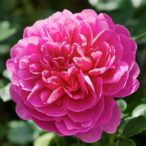 Троянда Princess Anne фото