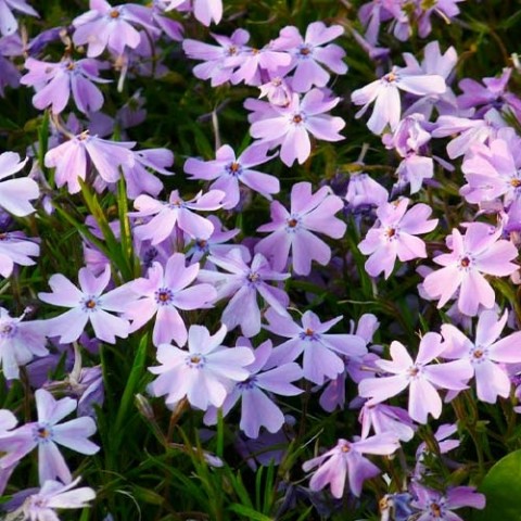 Флокс Purple Beauty фото