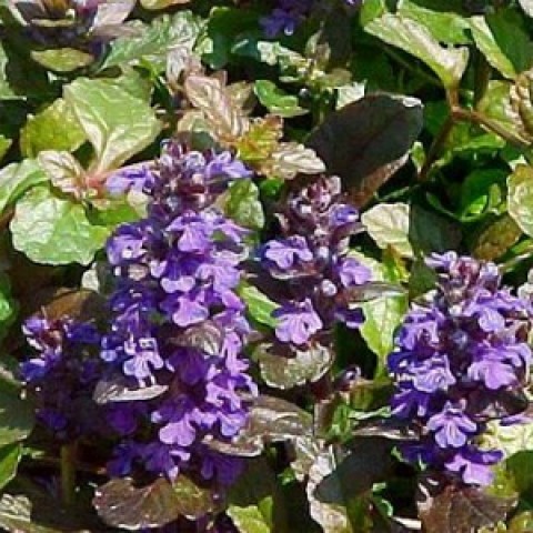 Аюга Purple Brocade фото