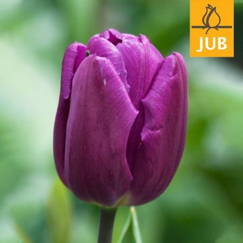 Тюльпан Purple Prince (Брендові цибулини Jub Holland) фото