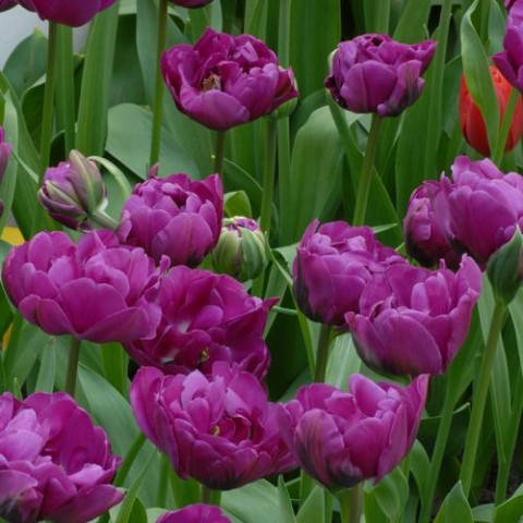 Тюльпан Purple Peony фото