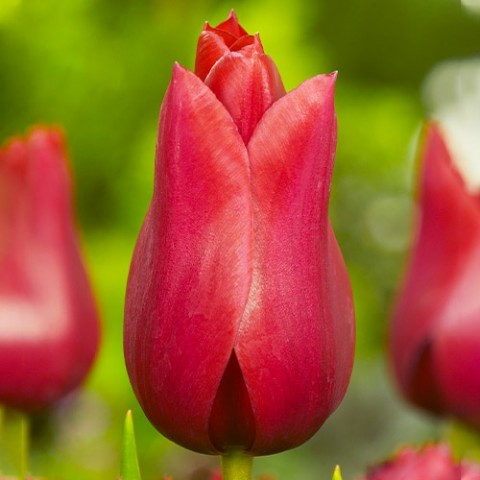 Тюльпан Red Shine фото