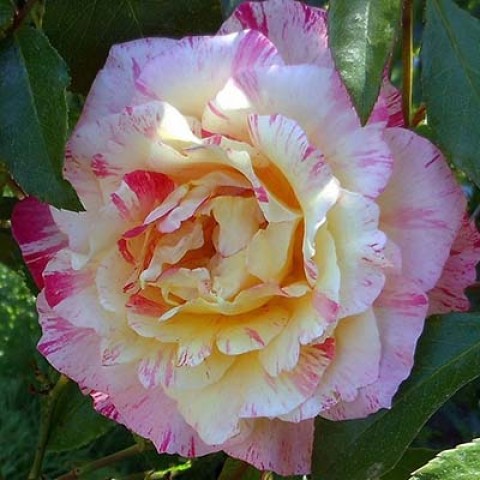Троянда Camille Pissarro фото