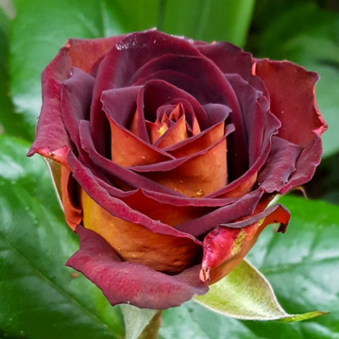 Троянда штамбова Eddy Mitchell фото