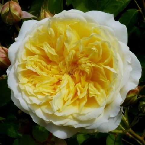 Троянда The Piligrim фото