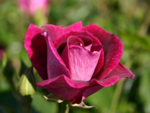 Троянда Burgundy Ice фото