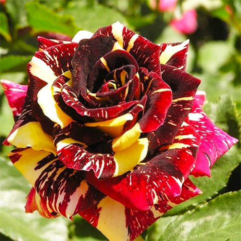 Троянда Abradakabra фото
