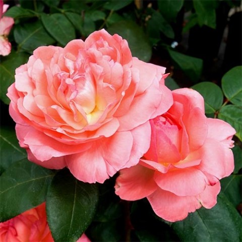 Троянда Aachner Dom фото