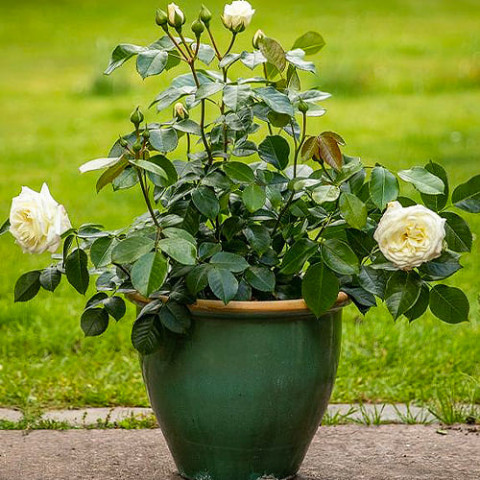 Троянда Alabaster фото