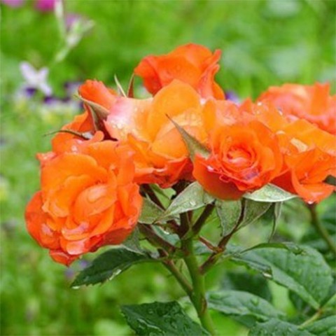 Троянда Алегрія фото