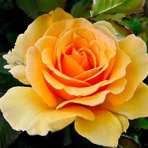 Троянда Amber Queen фото