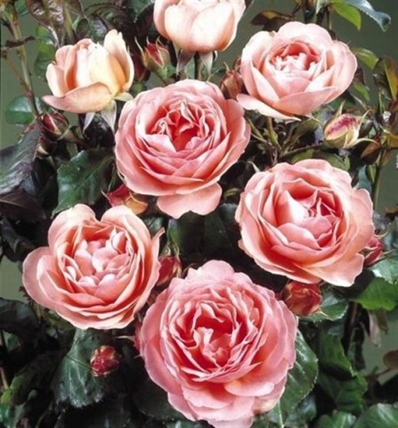 Троянда Amelia Renaissance фото