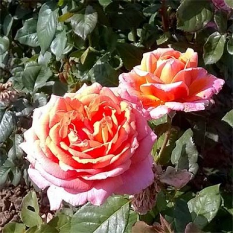 Троянда Amour De Molene фото