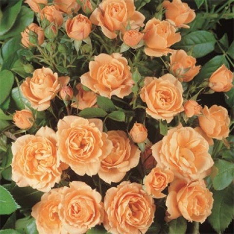Троянда Apricot Clementine фото
