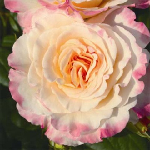Троянда Aquarell фото