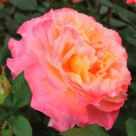 Троянда Augusta Luise фото
