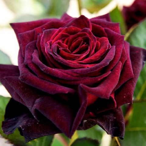 Троянда Black Baccara фото