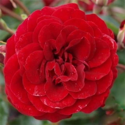Троянда Balmoral фото
