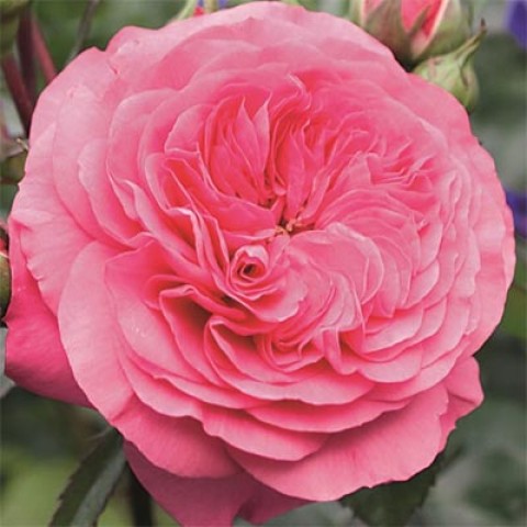 Троянда Baroness фото