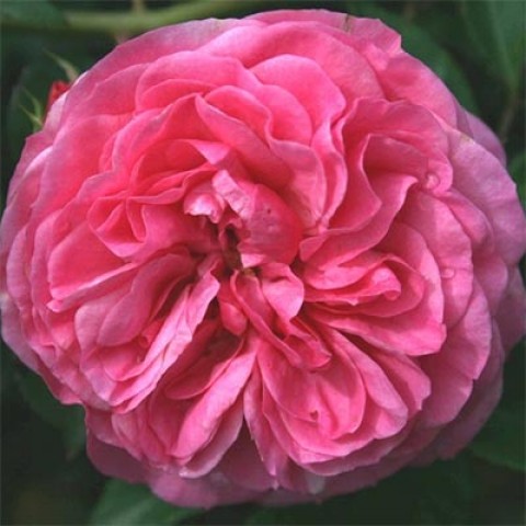 Троянда Baroness фото