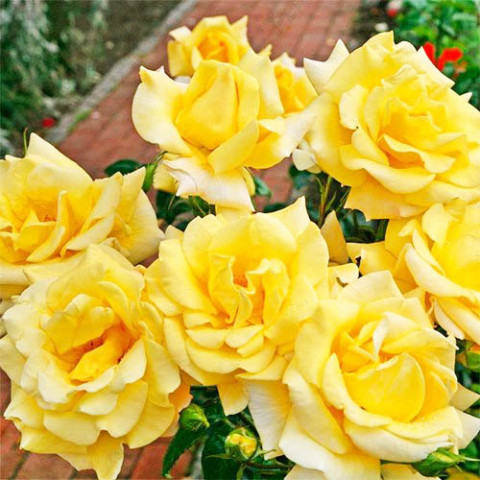 Троянда Berolina фото