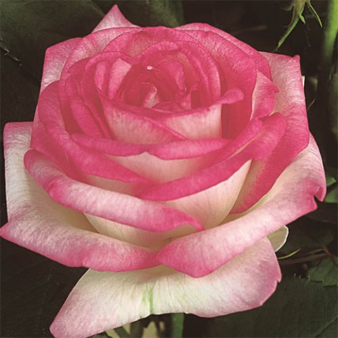 Троянда Biedermeier Garden фото