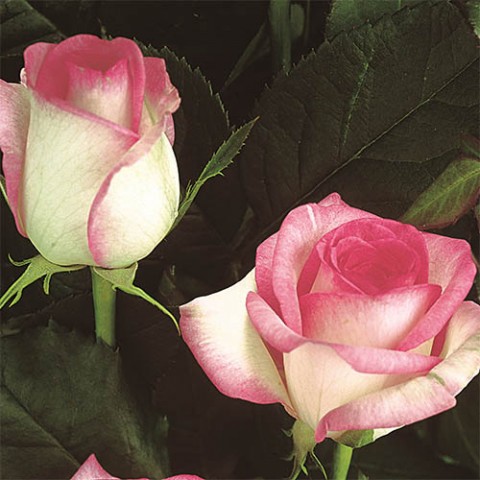 Троянда Biedermeier Garden фото