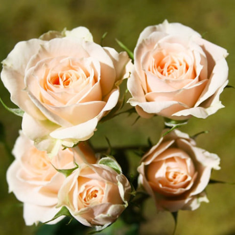 Троянда бордюрна Jana фото