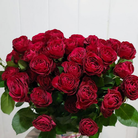 Троянда бордюрна Red Trendsetter фото