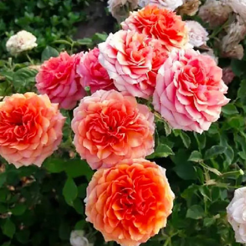 Троянда бордюрна Teresa фото