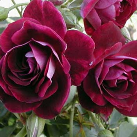 Троянда Burgundy Ice фото