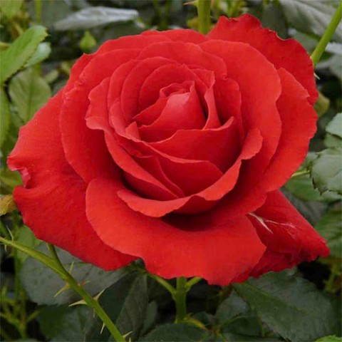 Троянда Carris фото