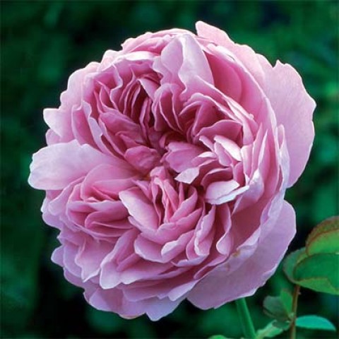 Троянда Charles Rennie Mackintosh фото